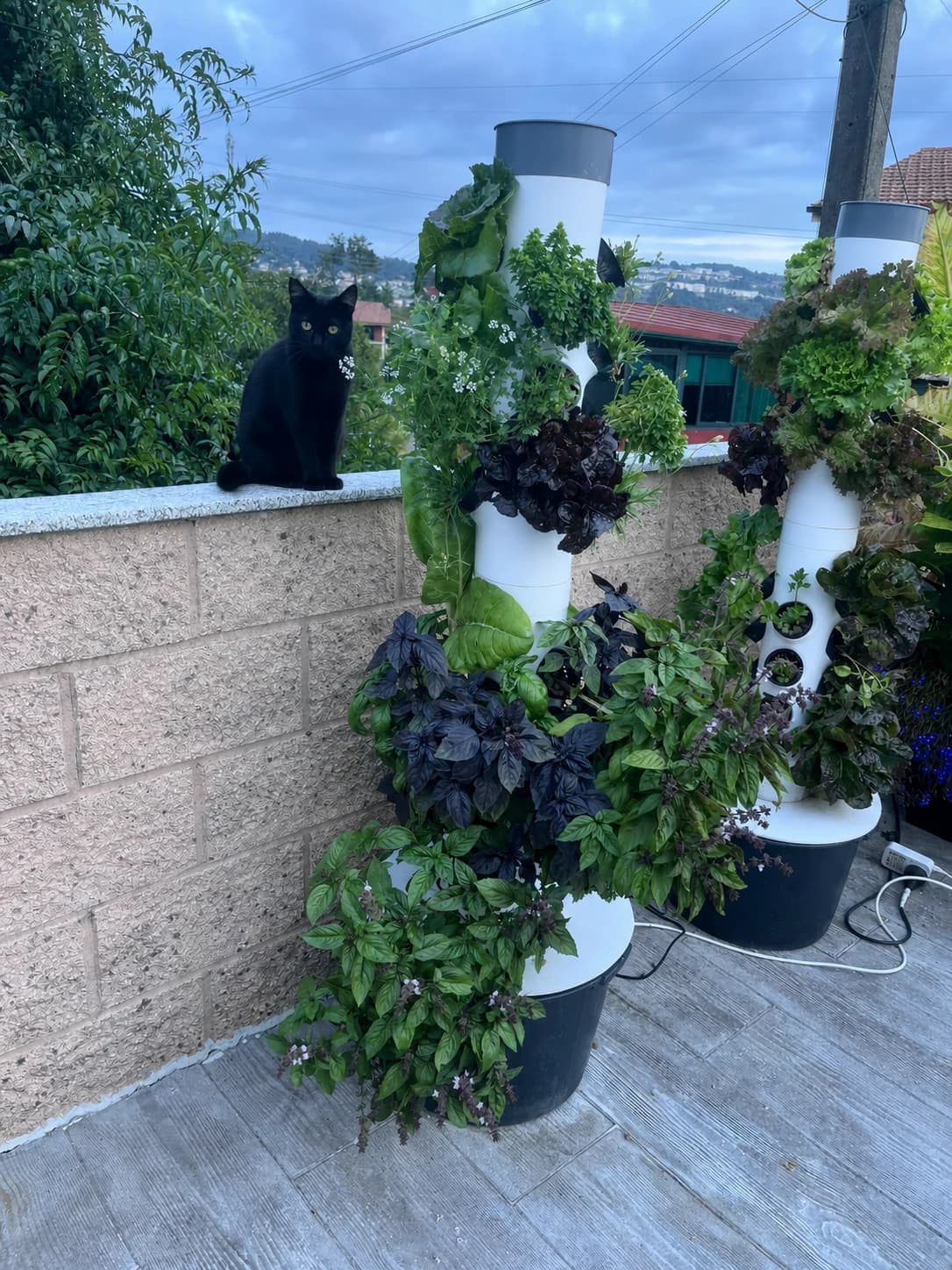 Torres Bonxur cultivadas en una terraza de Galicia