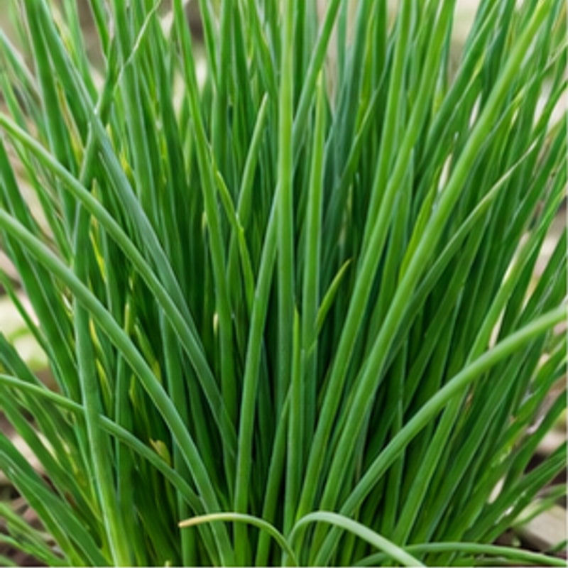 Cebollino para cultivo hidropónico