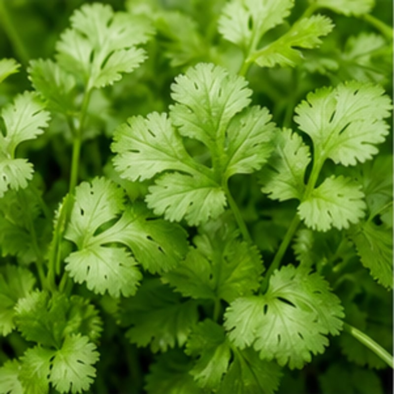 Cilantro para cultivo hidropónico