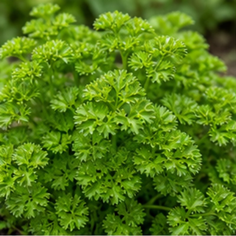 Perejil para cultivo hidropónico